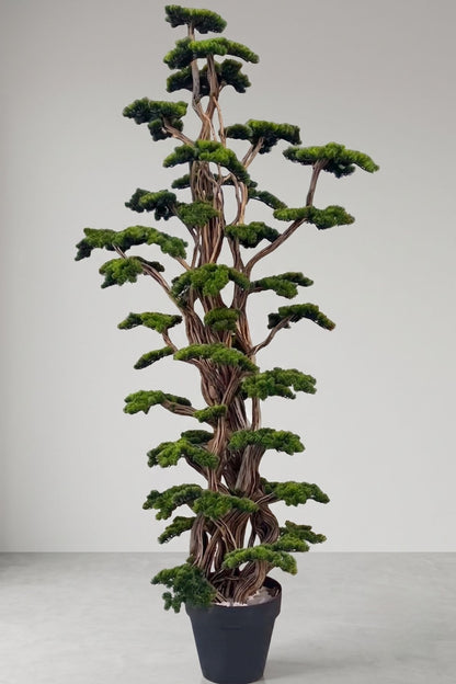 Premium Dev Bonsai Ağacı 3 Metre