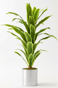 Yapay Dracena