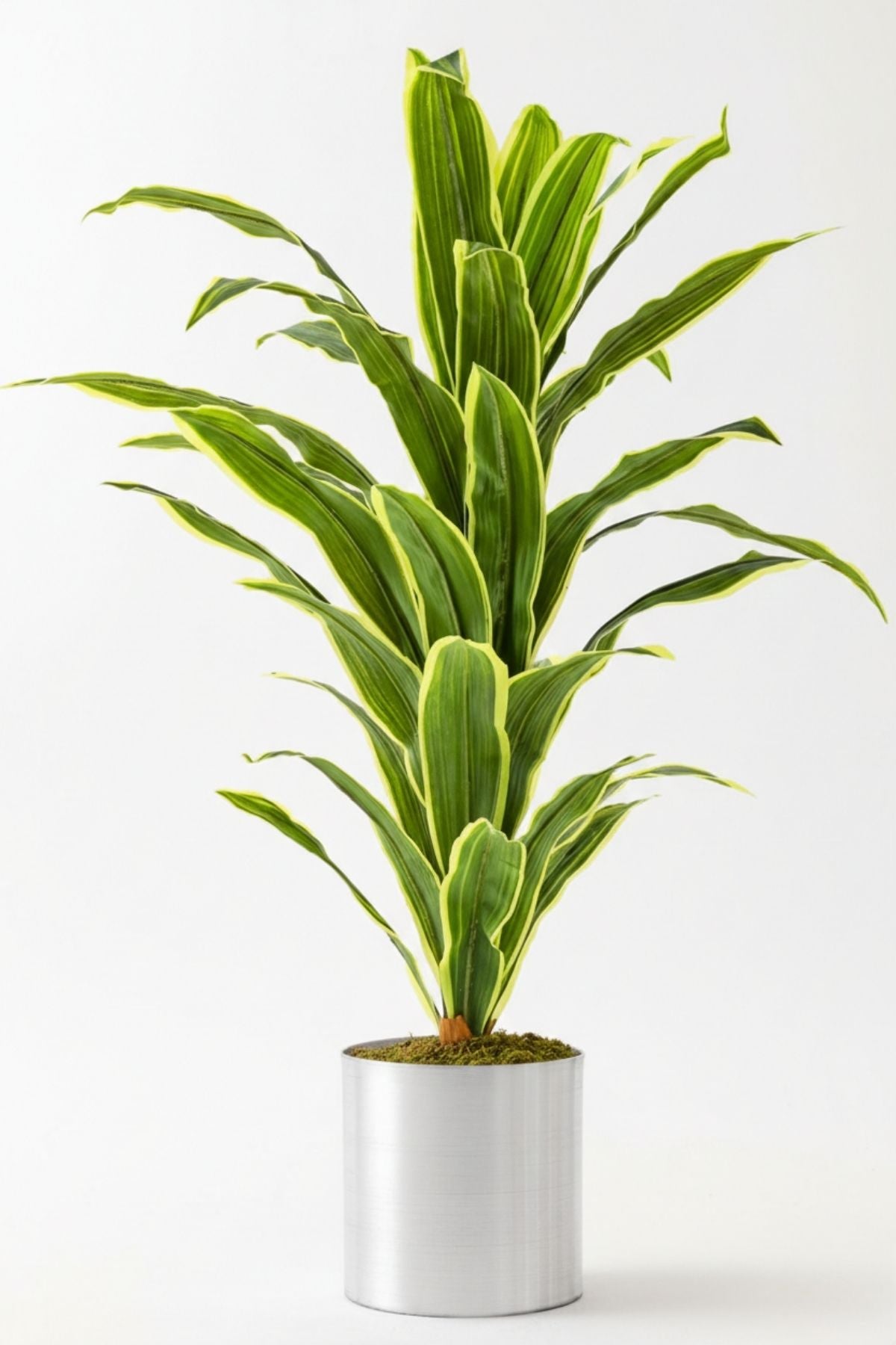 Yapay Dracena