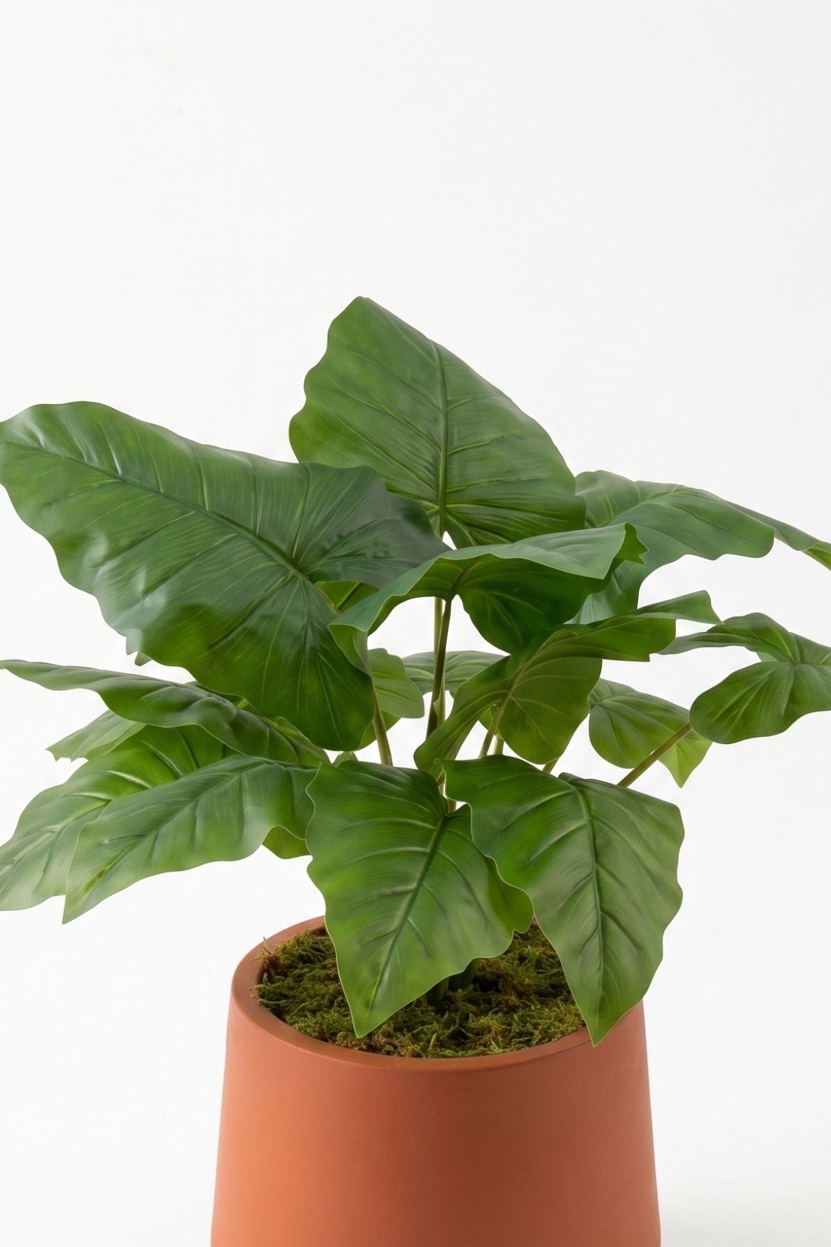 Yapay Fil Kulağı Ağacı 70 cm 8 Dal