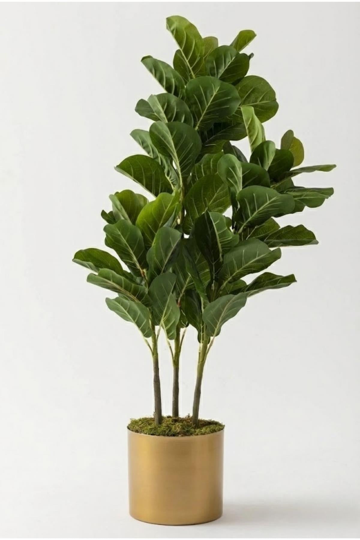 Yapay Kauçuk Ağacı