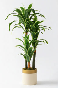 Yapay Dracena