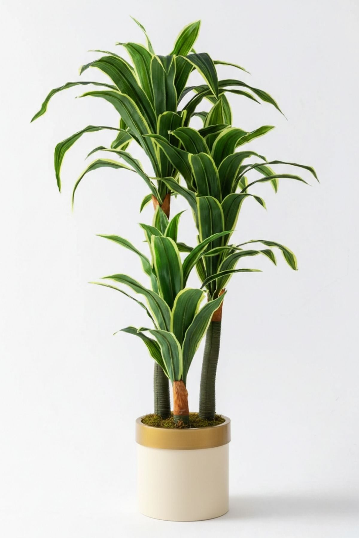 Yapay Dracena