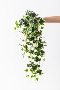 Yapay Hedera Sarmaşık 100 Cm 9 Dal Yeşil Beyaz