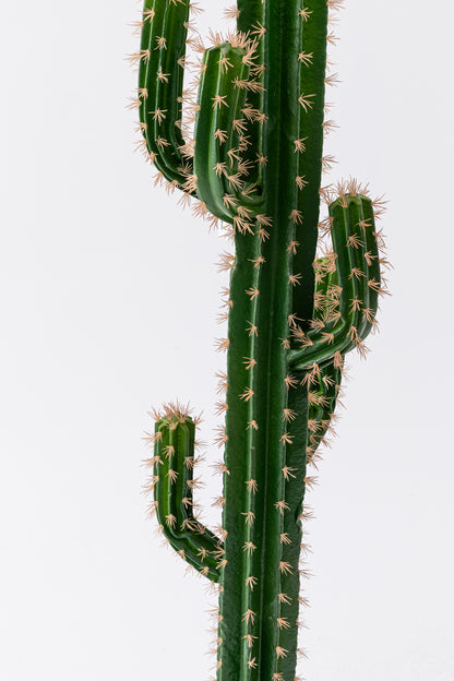 monstera flame Monstera Burle Marxe Flame Baby