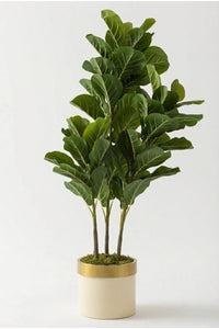 Yapay Kauçuk Ağacı