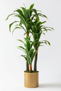Yapay Dracena