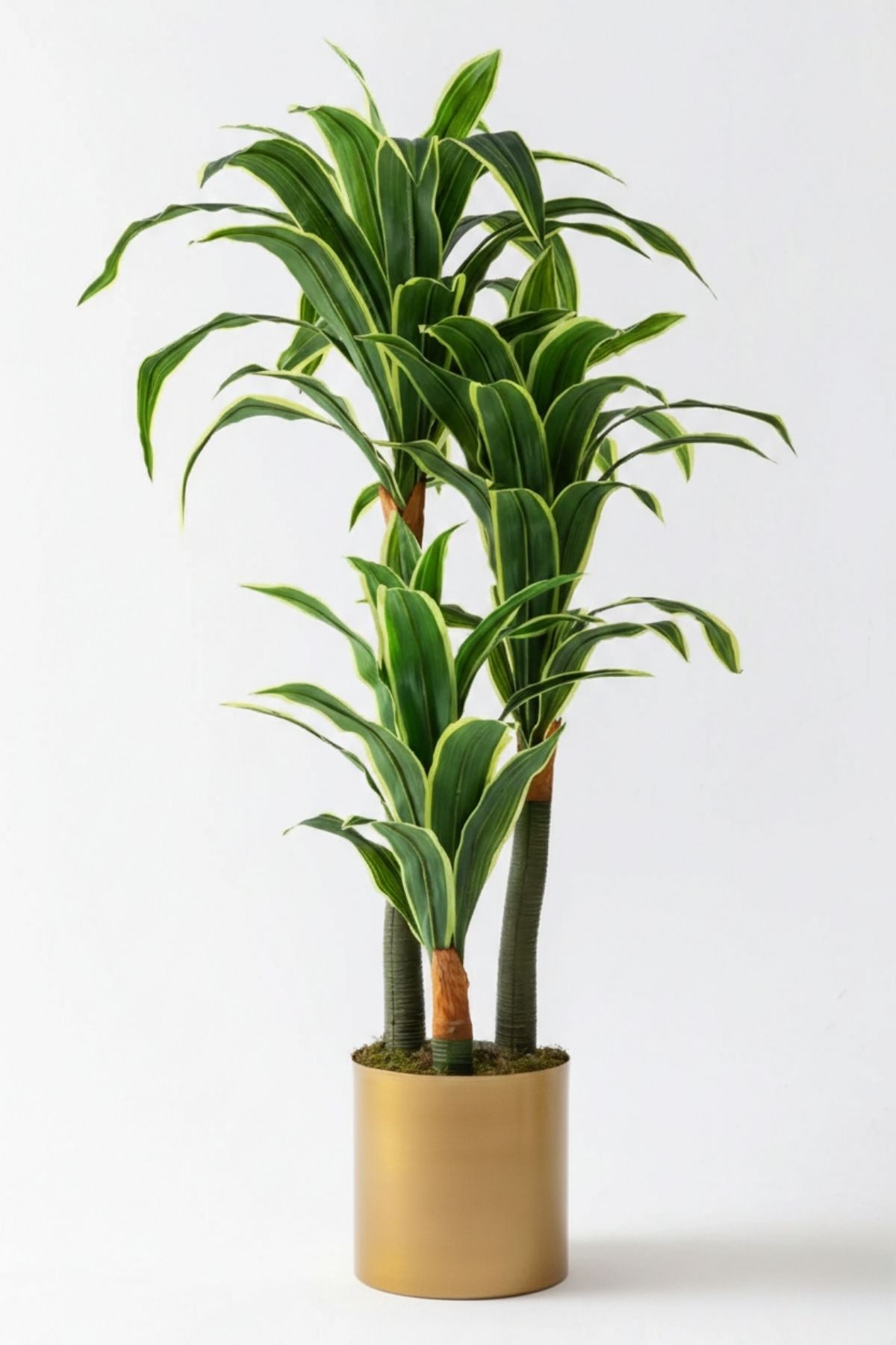 Yapay Dracena