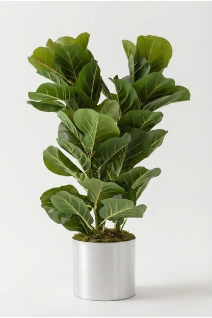 Yapay Kauçuk Ağacı