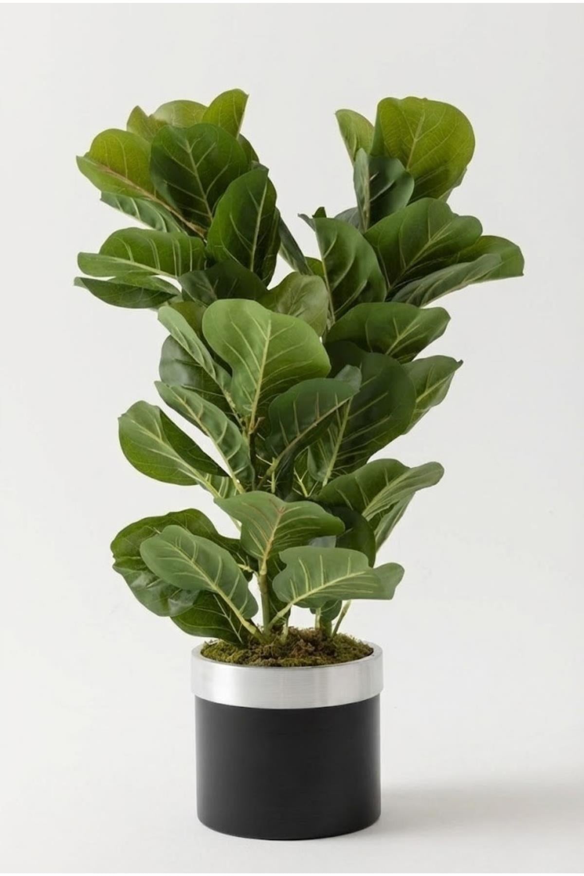 Yapay Kauçuk Ağacı