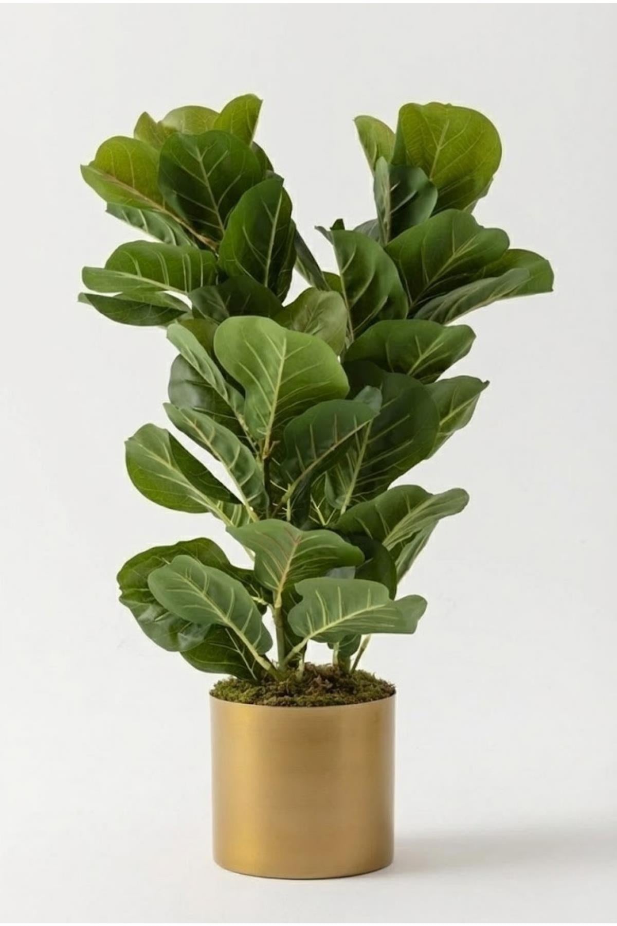 Yapay Kauçuk Ağacı