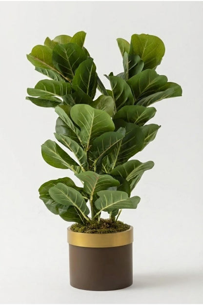 Yapay Kauçuk Ağacı