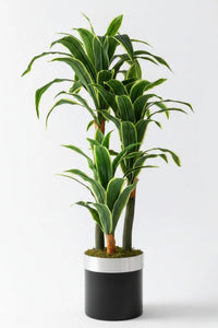 Yapay Dracena