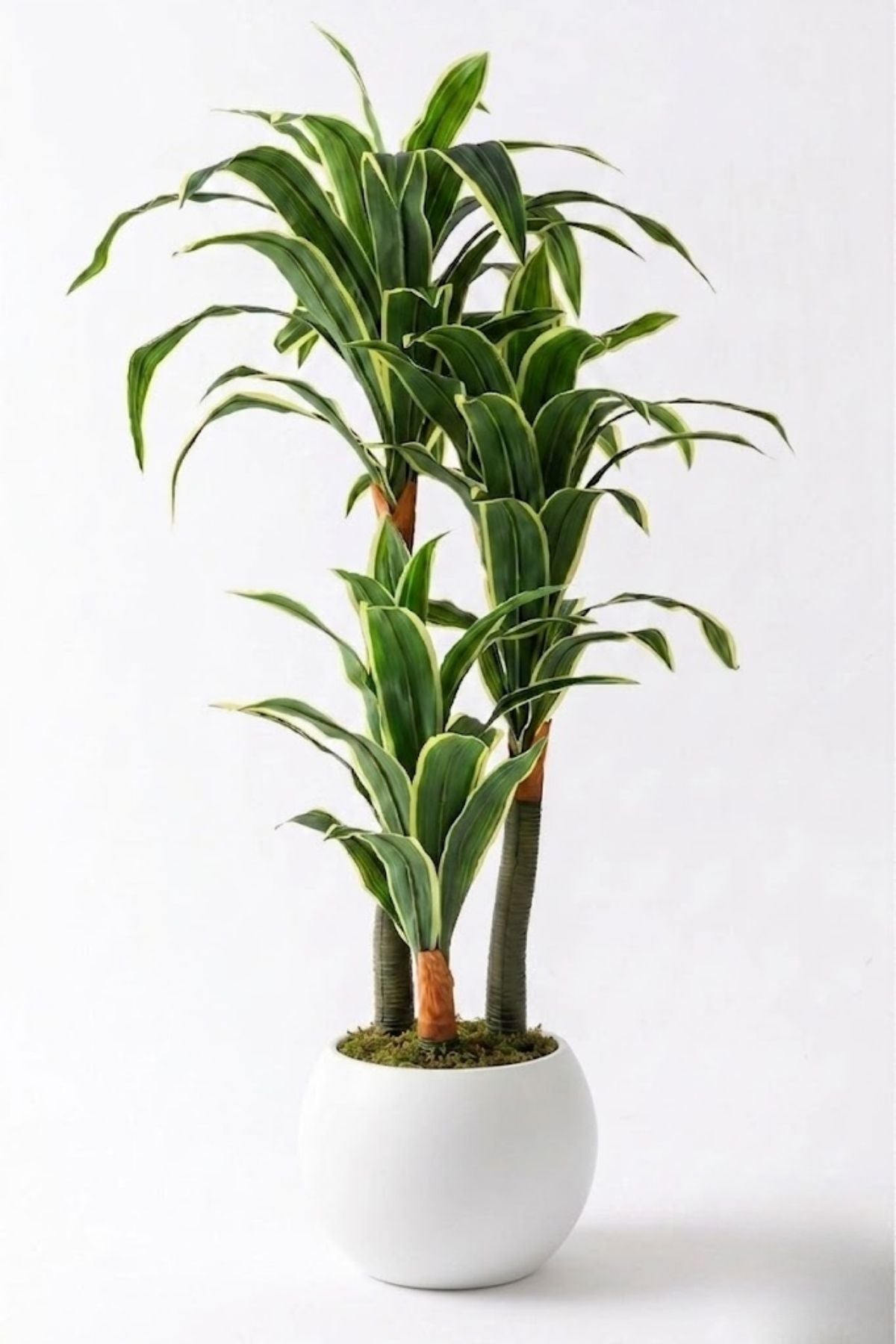 Yapay Dracena