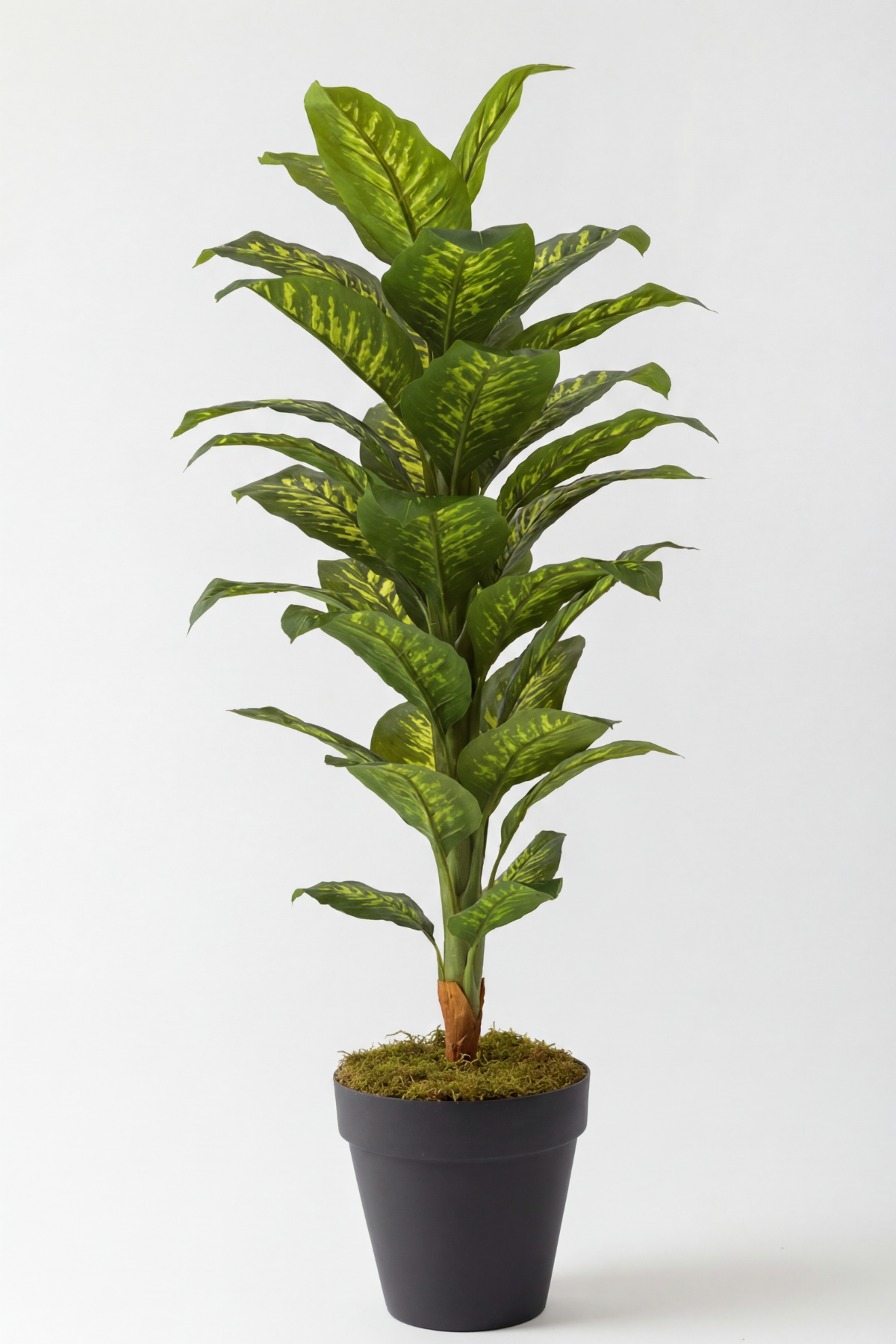 Yapay Difenbahya Ağacı 180 Cm Balon Saksı