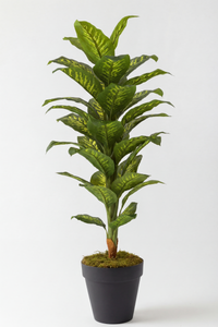 Yapay Difenbahya Ağacı 180 Cm Balon Saksı