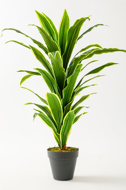 Yapay Dracena Plastik Siyah 