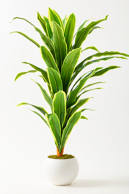 Yapay Dracena Beyaz Küre 