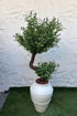 Premium Zeytin Ağacı 200 cm