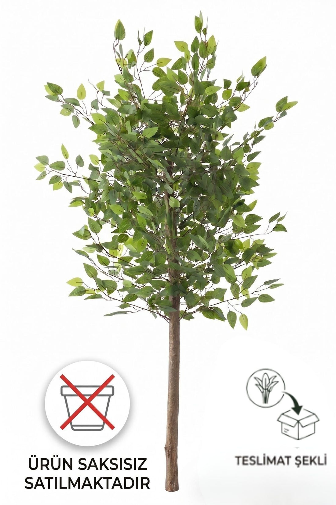 Yapay Benjamin Ağacı 150 Cm Saksısız