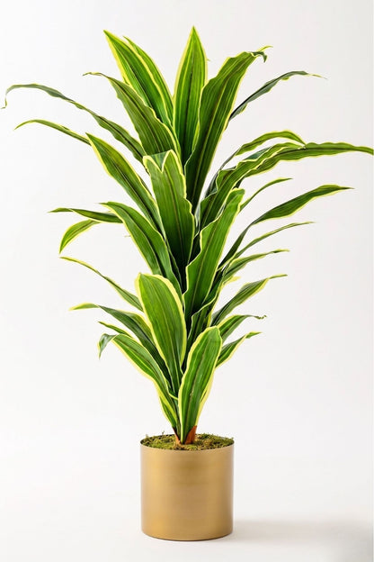 Yapay Dracena Gold 