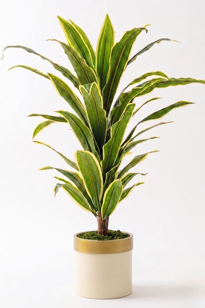 Yapay Dracena Krem 