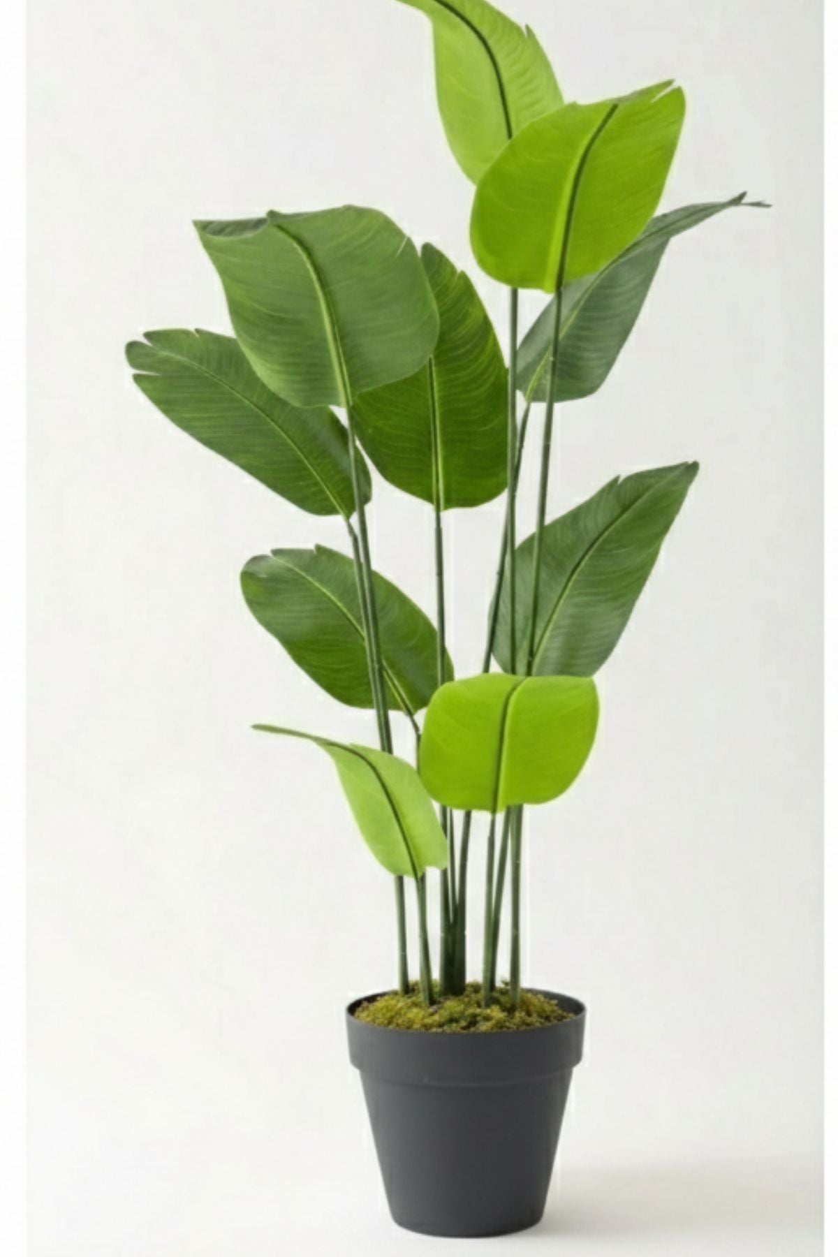 Yapay Geniş Yapraklı Starliçe Ağacı