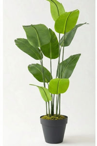 Yapay Geniş Yapraklı Starliçe Ağacı