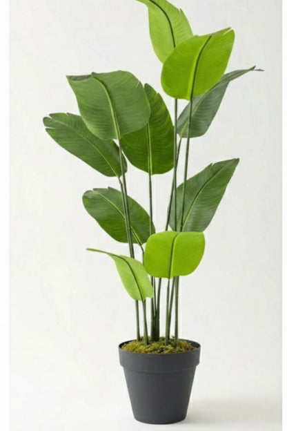 Yapay Geniş Yapraklı Starliçe Ağacı