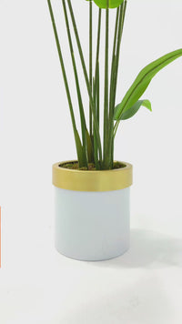 Yapay Starliçe Ağacı 120 Cm Beyaz Gold Saksı