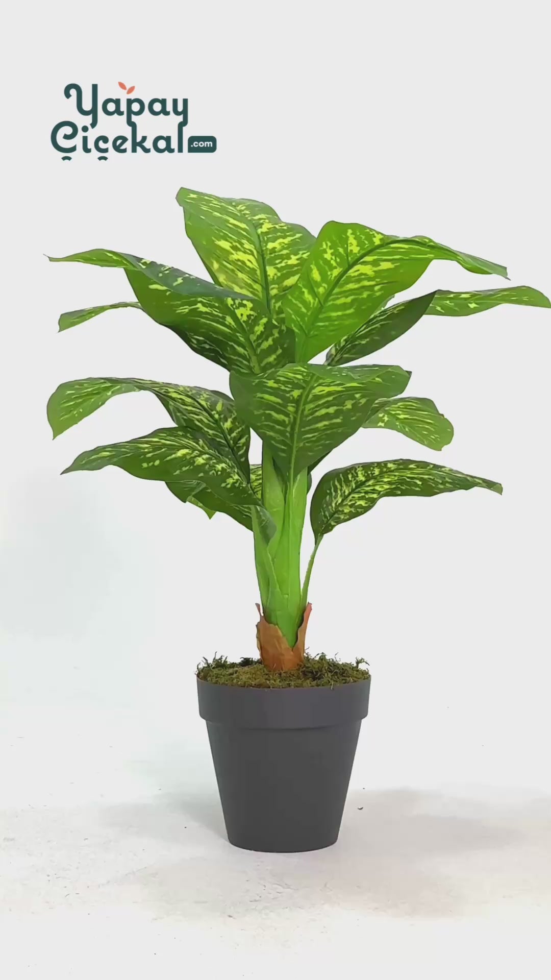 Yapay Difenbahya Ağacı 100 Cm 12 Dal