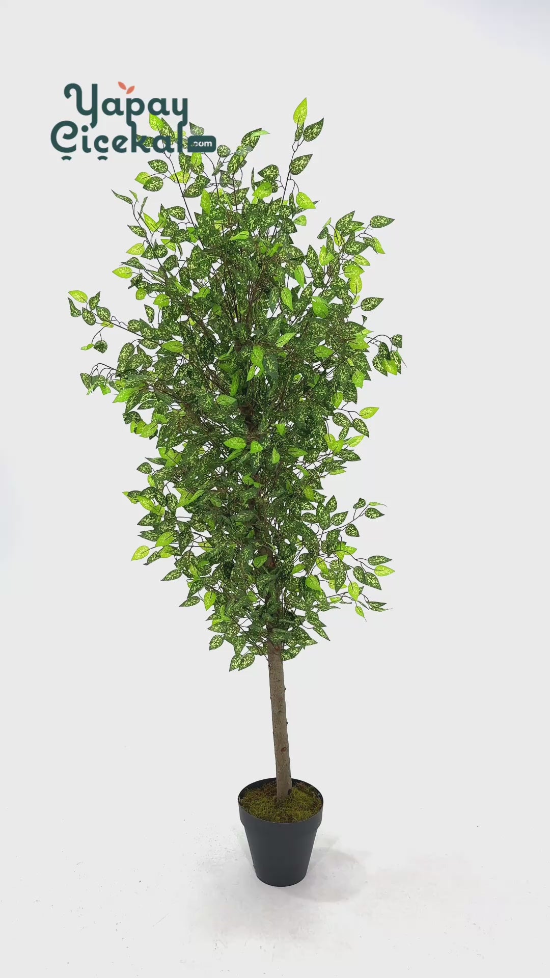 Yapay Benjamin Ağacı 180 Cm 108 Dal Alacalı Yeşil