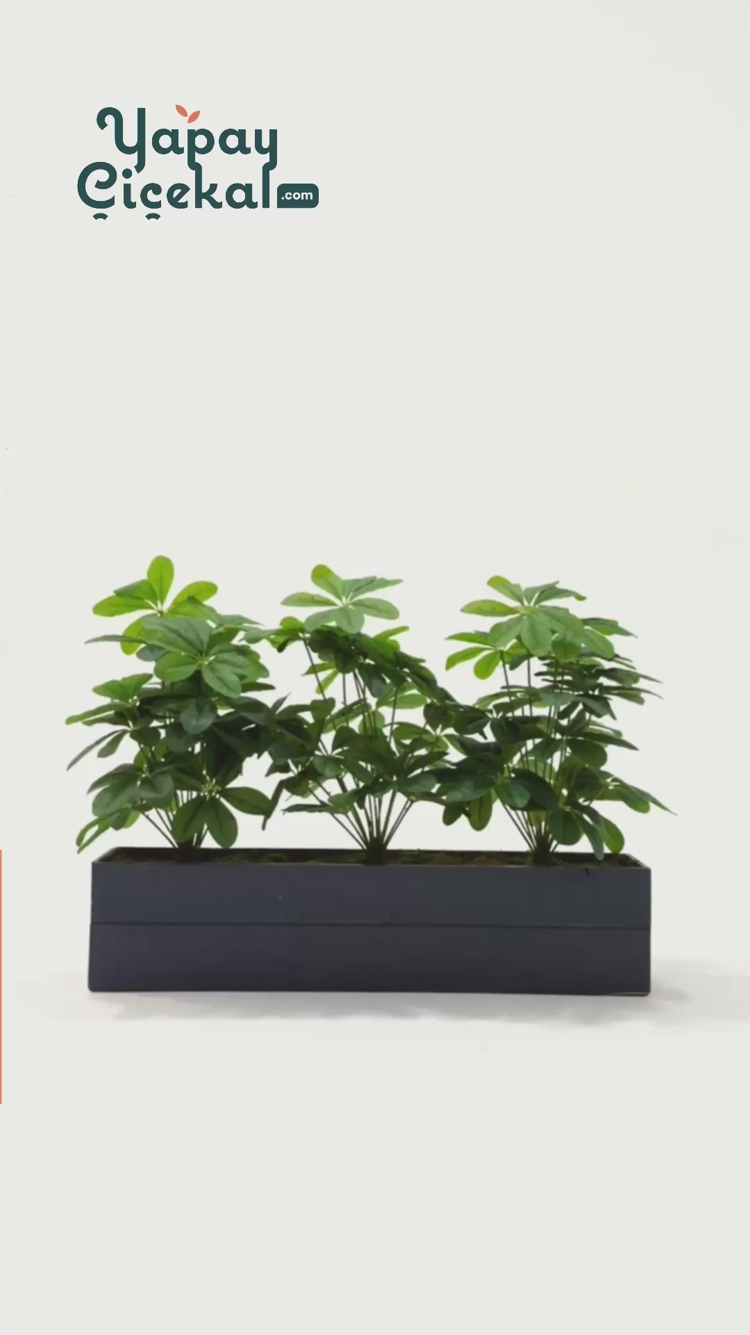 Yapay Bodur Çiçeklik Şefrole 80 Cm Antrasit Saksı