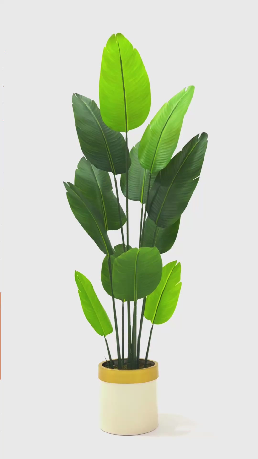 Yapay Starliçe Ağacı 180 Cm Geniş Yapraklı Krem Gold Metal Saksı