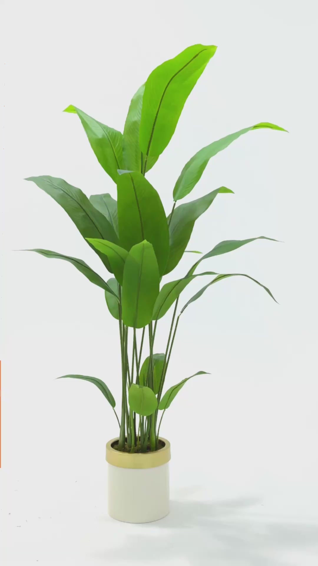 Yapay Starliçe Ağacı 160 Cm Krem Gold Metal Saksı