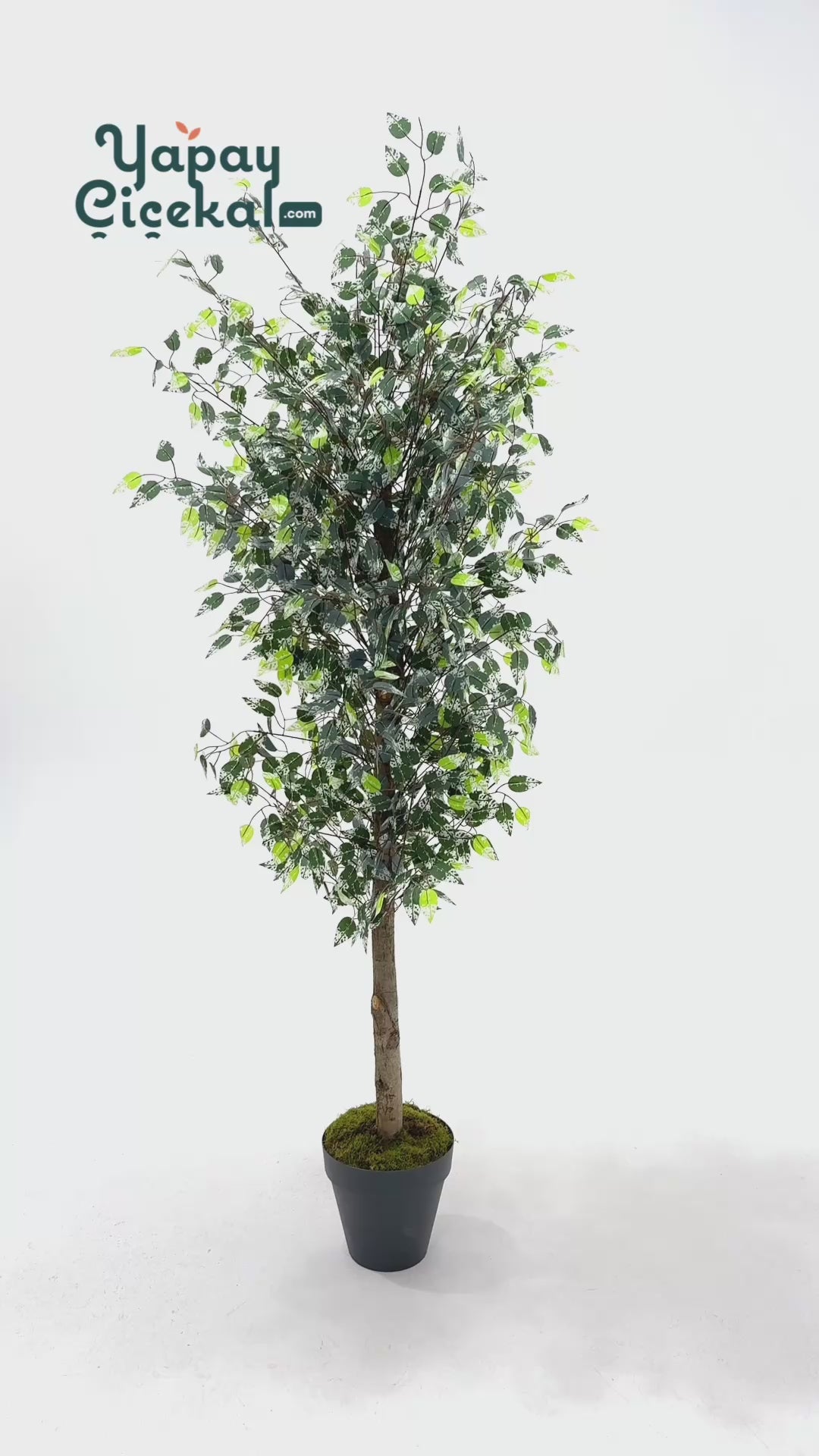 Yapay Benjamin Ağacı 180 Cm 108 Dal Yeşil Beyaz