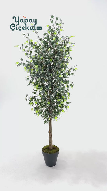 Yapay Benjamin Ağacı 180 Cm 108 Dal Yeşil Beyaz