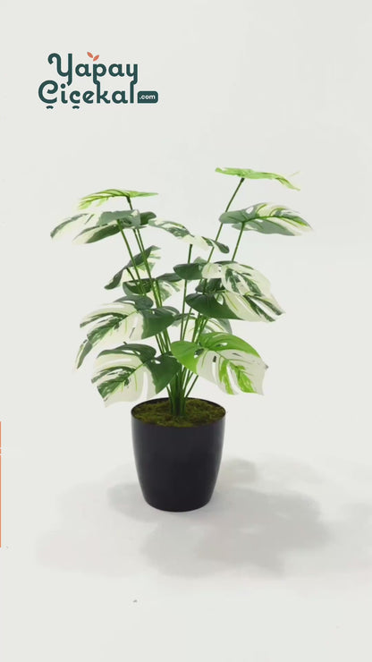 Yapay Salon Köşe Çiçeği Devetabanı Beyaz 65 Cm