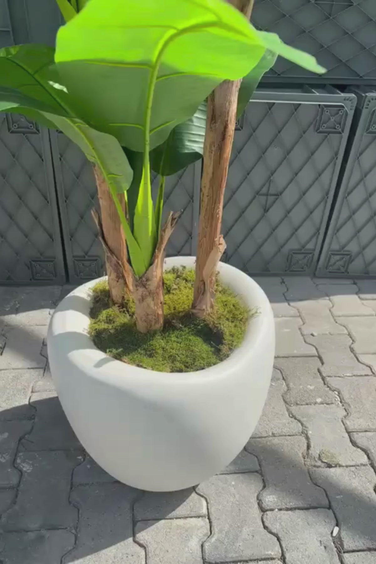 Yapay Muz Ağacı Dinazor Saksı 220 cm