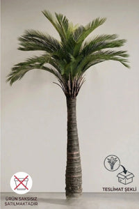 Premium Yapay Cikas Palma Ağacı 220 cm 32 dal (uv) Saksısız