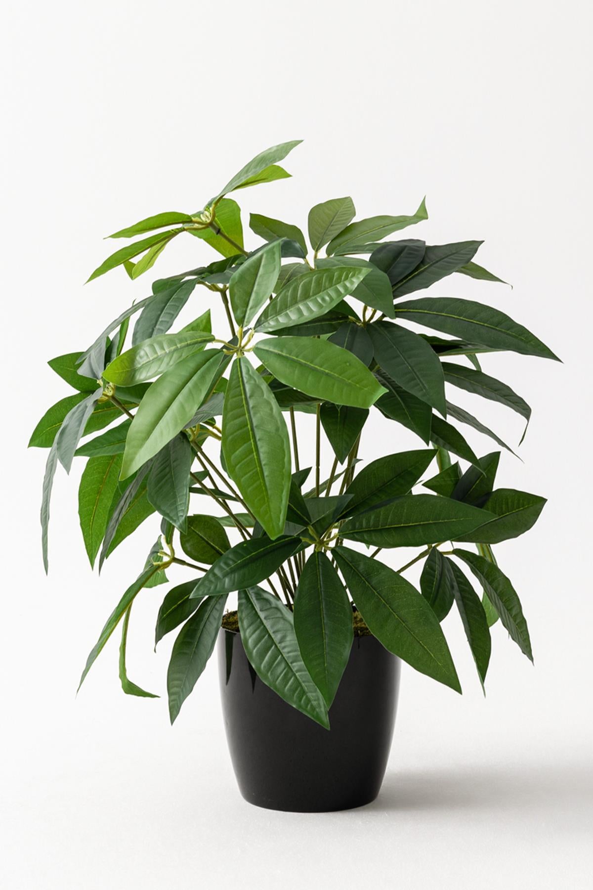 Salon Köşe Çiçeği Yapay Para Ağacı 80 Cm