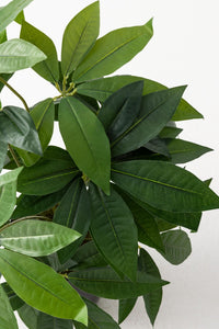 Salon Köşe Çiçeği Yapay Para Ağacı 80 Cm