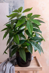 Salon Köşe Çiçeği Yapay Para Ağacı 80 Cm