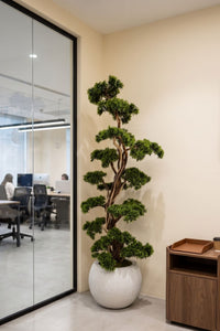 Premium Şeflore Dalı Yapay Bonsai Ağacı 200 Cm 40 Dal