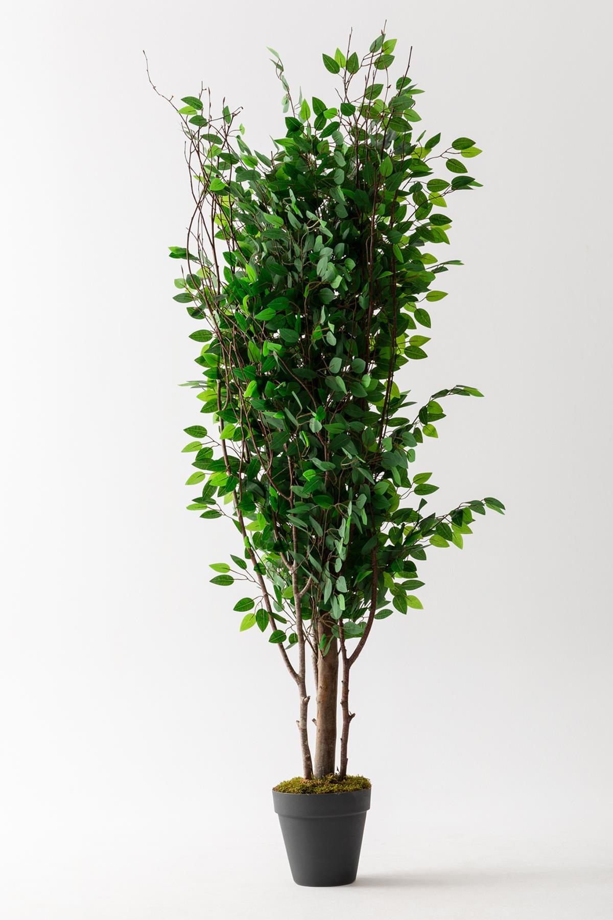 Yapay Ağaç 200 cm Benjamin 144 dal (Yoğun)