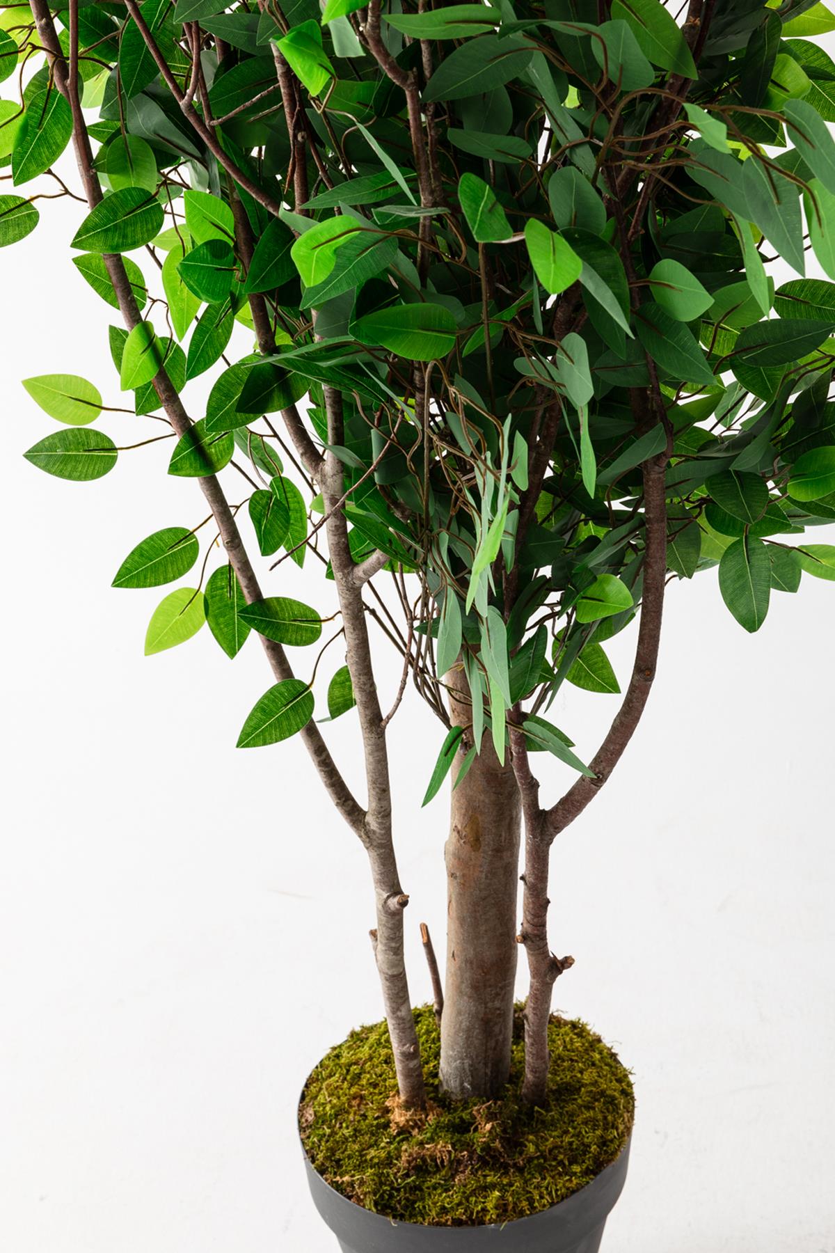 Yapay Ağaç 200 cm Benjamin 144 dal (Yoğun)