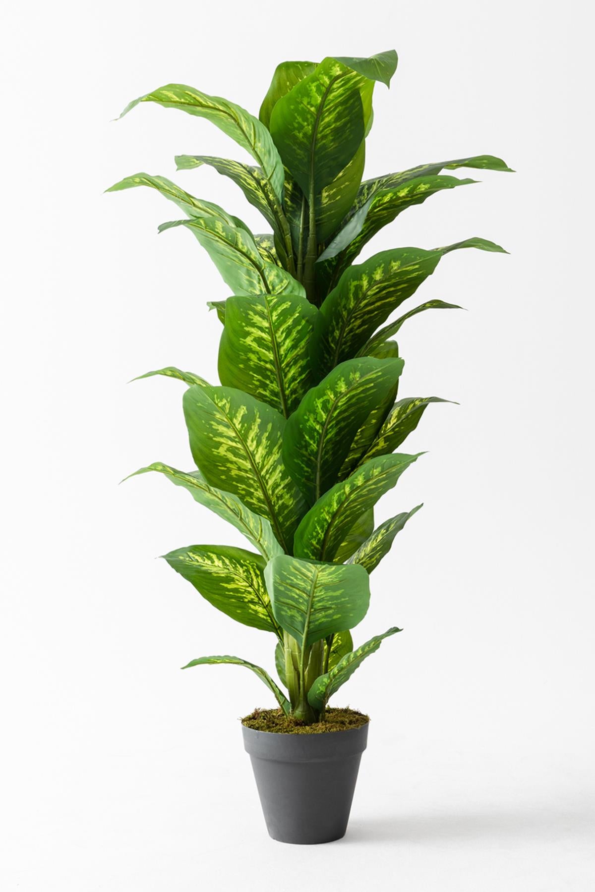 Yapay Ağaç Difenbahya 160 Cm Siyah Saksı