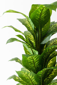 Yapay Ağaç Difenbahya 160 Cm Siyah Saksı