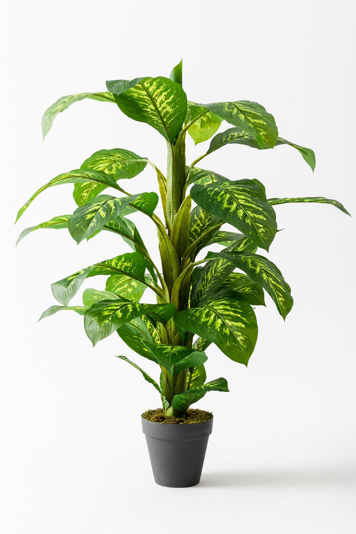 Yapay Ağaç Difenbahya 160 Cm Siyah Saksı