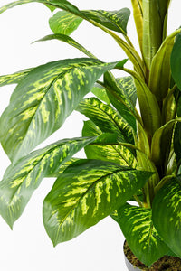 Yapay Ağaç Difenbahya 160 Cm Siyah Saksı